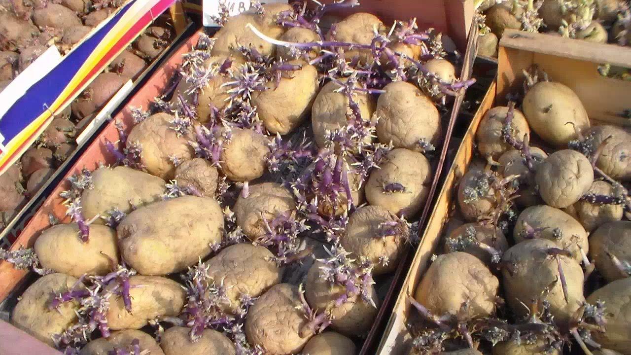 Высокий урожай картофеля