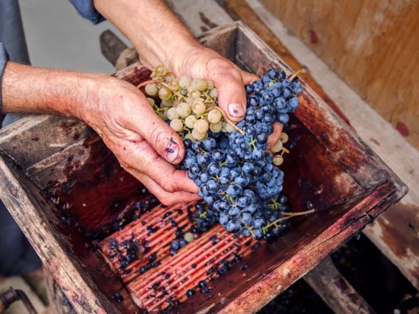 Самостоятельное изготовление дробилки для винограда