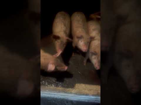 экономная печька для варки каши свиньям