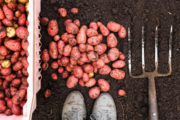 Выращивание своего картофеля - это национальная традиция