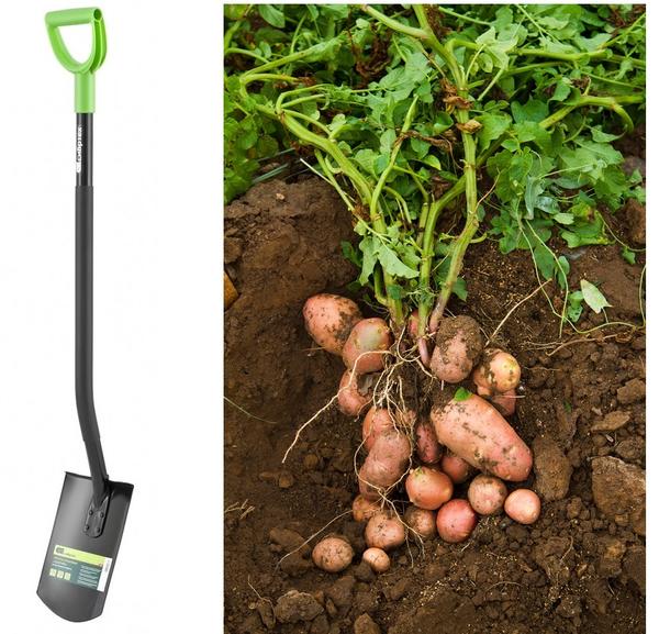 Штыковая лопата с прямоугольным клинком идеально подходит для уборки картофеля на рыхлой почве