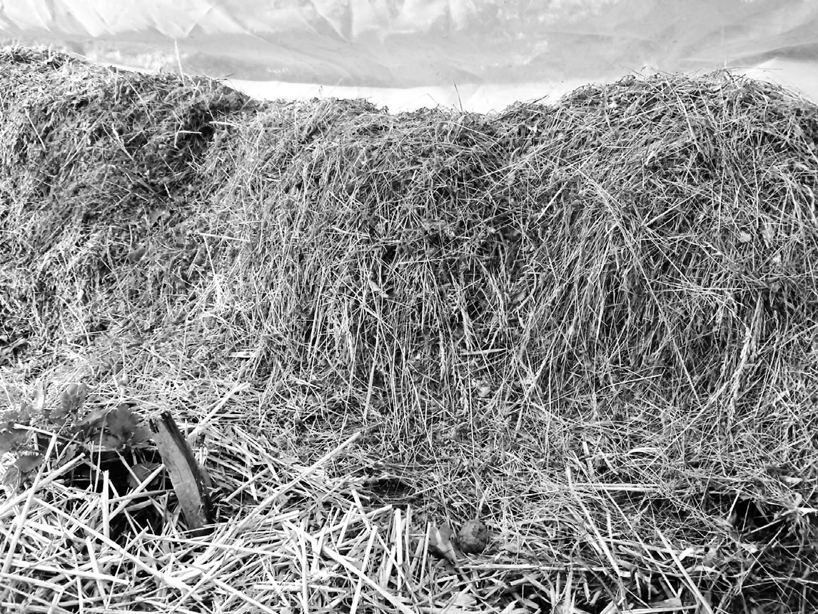 Мульча на зиму: солома и скошенная трава