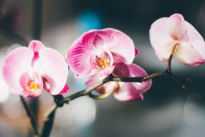 Уход за орхидеей в домашних условиях — тропическая красавица на подоконнике (40+ Фото & Видео) +Отзывы