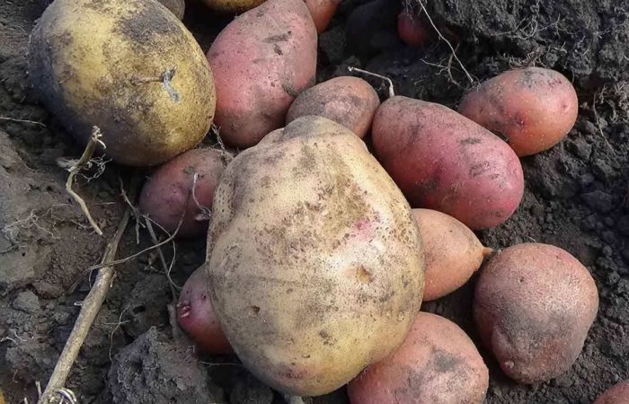 Клубни картофеля для посадки