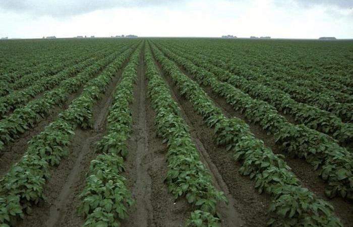 Картофельное поле после дождя