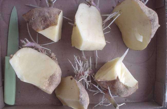Нарезанные клубни картофеля для посадки