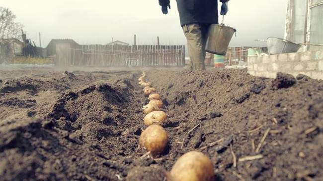 Способы посадки картошки
