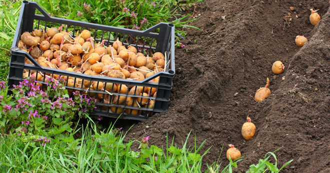 Посадка картошки – сроки, правила подготовки клубней, схема и популярные способы посадки