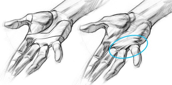 Drawing the Right Creases for the Hand