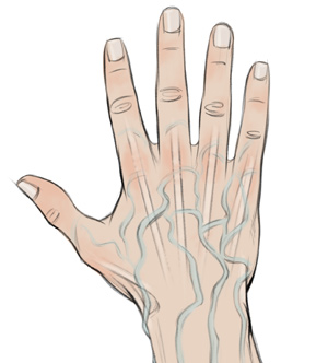 Showing the Tendons and Veins when Drawing Hands